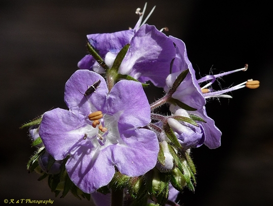 {Phacelia bipinnatifida}